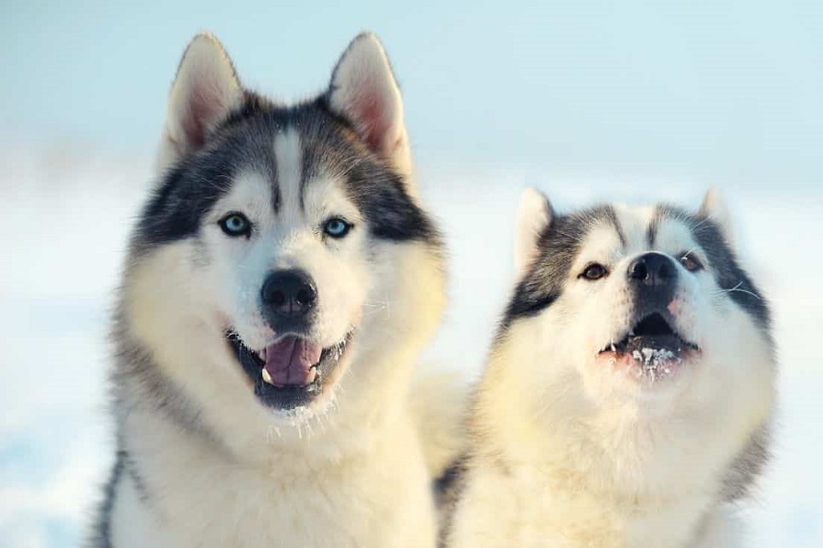 هاسکی سیبری (Siberian Husky)