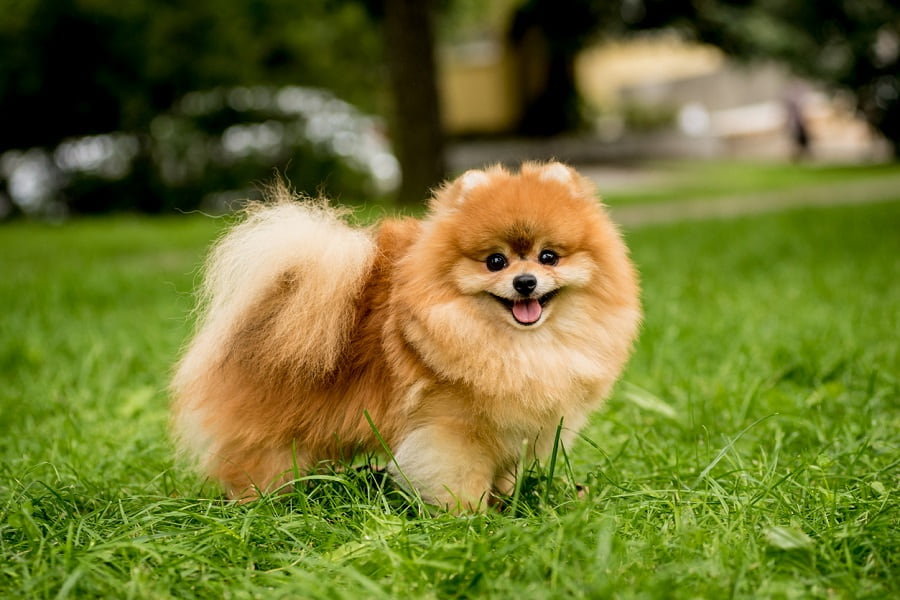 پامرانین (Pomeranian)