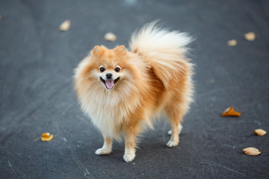 اشپیتز آلمانی (German Spitz)