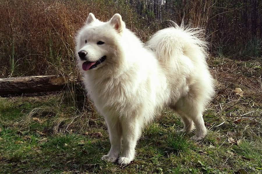 ساموید (Samoyed)