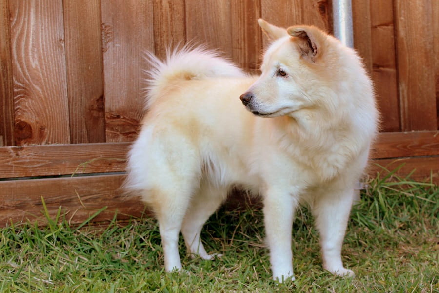 چاوچاو (Chow Chow)