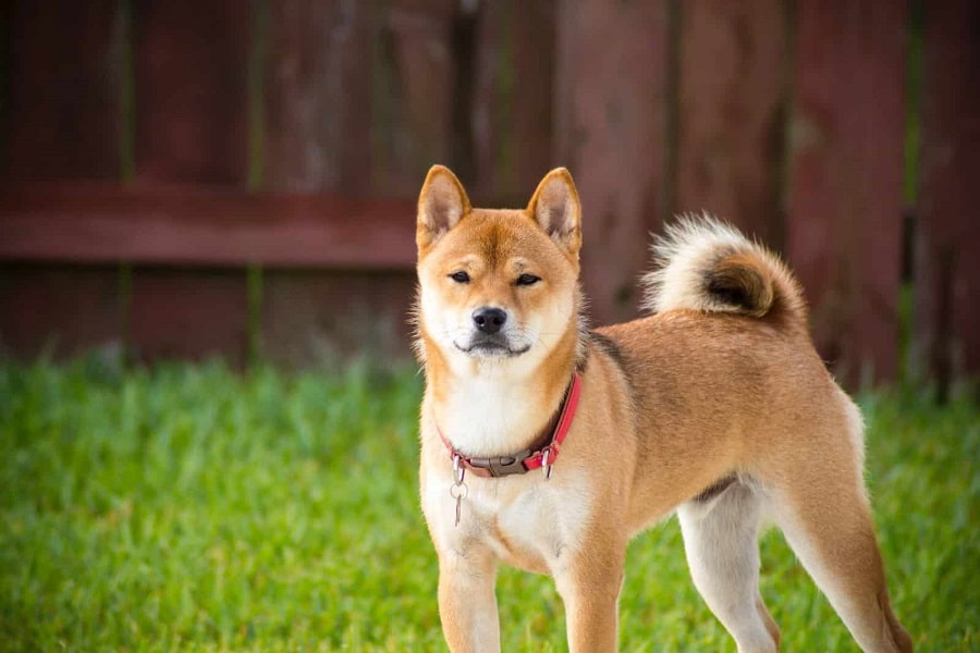 آکیتا (Akita)