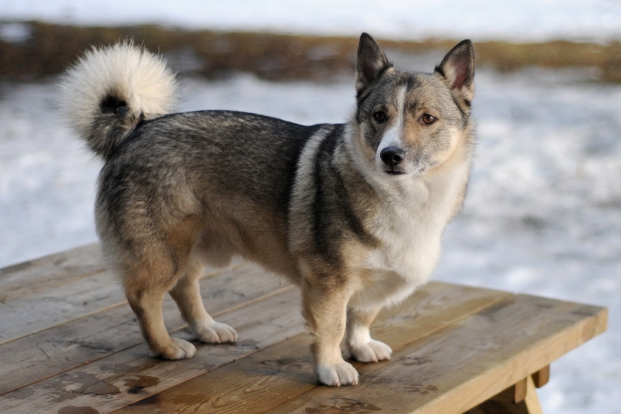 وال‌هوند سوئدی (Swedish Vallhund)