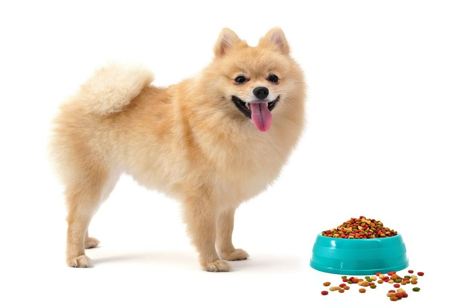 تغذیه سگ اشپیتز