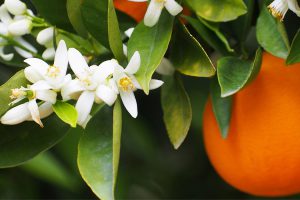 خواص بهار نارنج