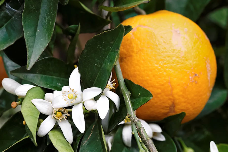 سلامت قلب با مصرف بهار نارنج