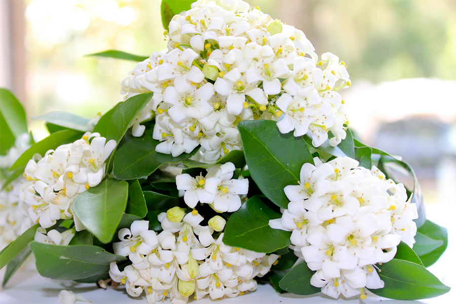 بهار نارنج برای شادابی پوست