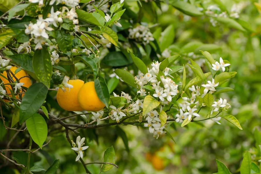 خواص بهار نارنج برای تشنج