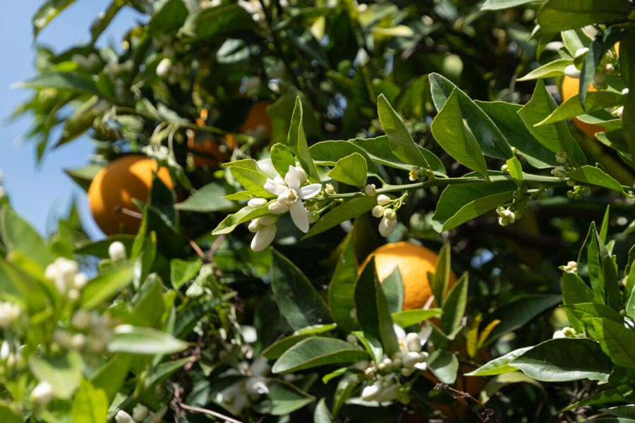 خواص ضد التهابی بهار نارنج