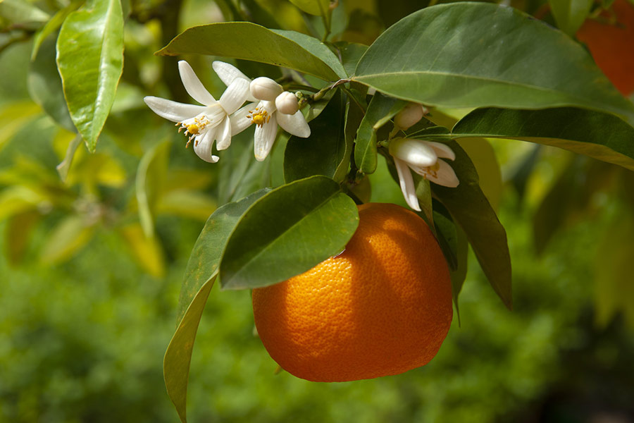 خواص بهار نارنج در طب سنتی ایرانی