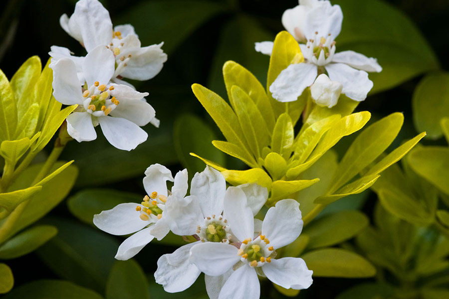 نکات مصرف بهار نارنج