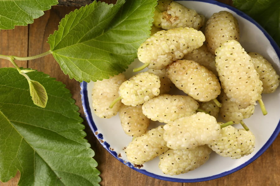 خواص توت سفید