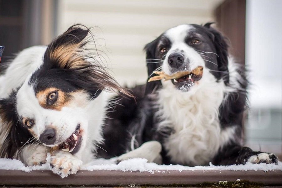 خواص پای مرغ برای سگ