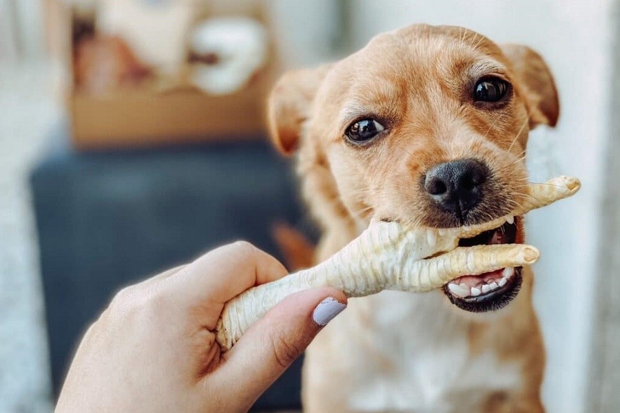 پای مرغ برای سگ