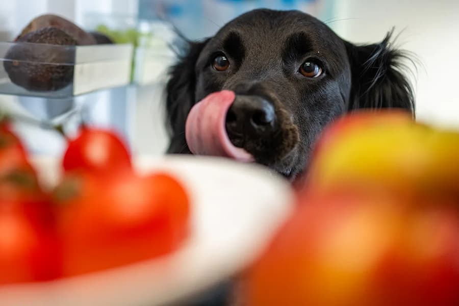 میوه برای سگ