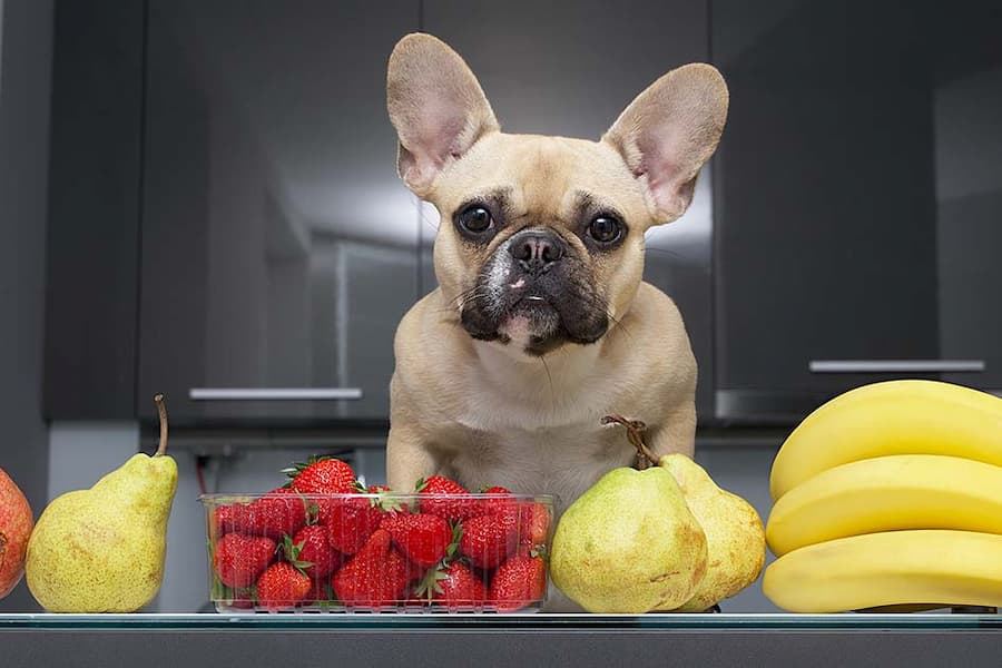 لیست میوه های مفید برای سگ