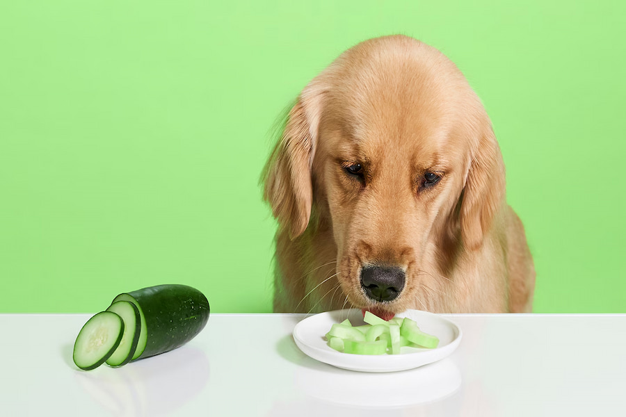 خیار برای سگ