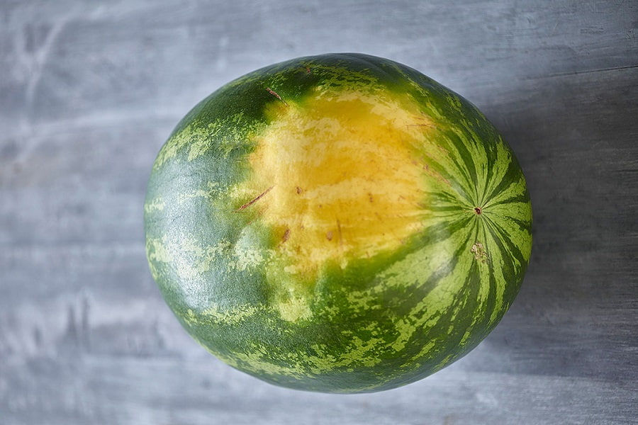 لکه زرد روی هندوانه رسیده