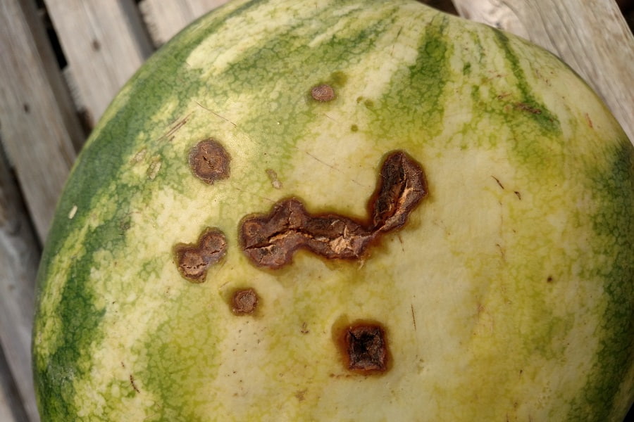 عکس هندوانه نرسیده