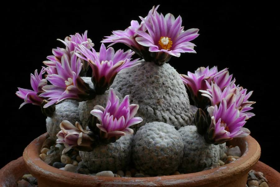 کاکتوس توربینیکارپوس از انواع کاکتوس بدون تیغ