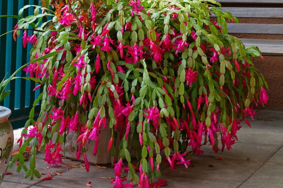 کاکتوس کریسمس