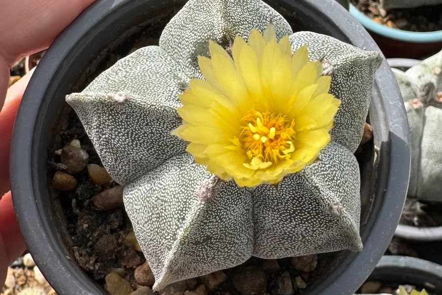 کاکتوس آستروفیتوم