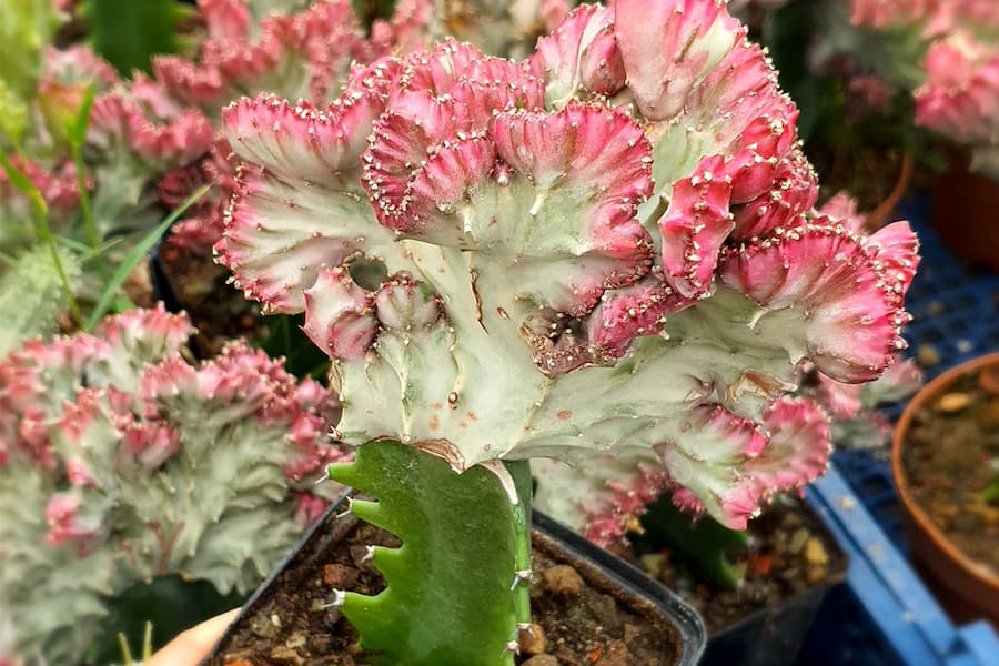 افوربیا لاکتی کریستاتا