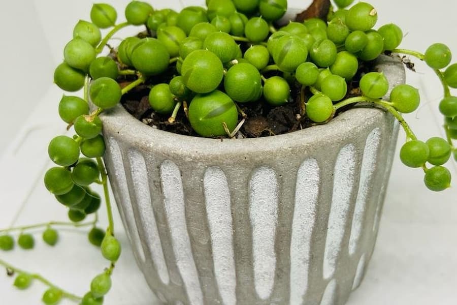 کاکتوس غورهای