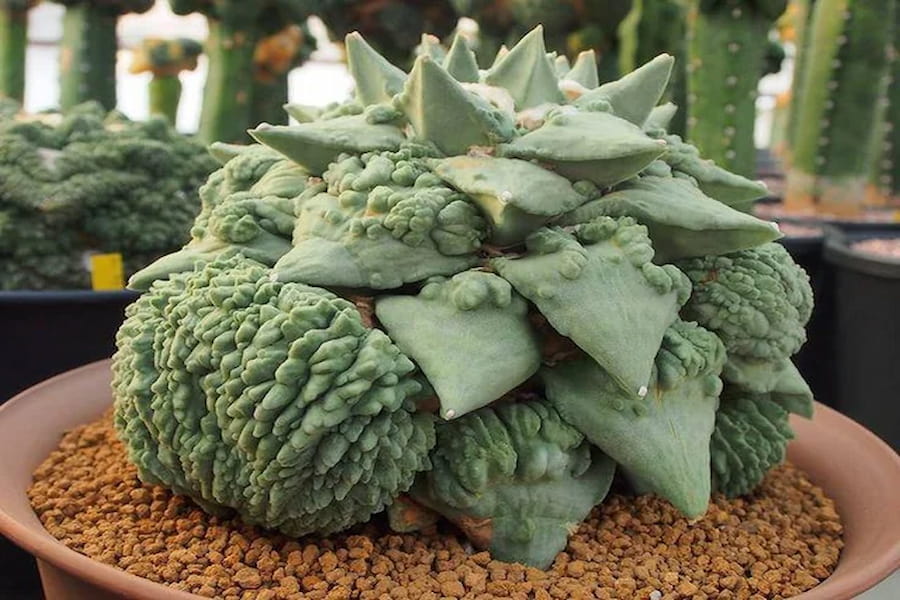 کاکتوس آریوکارپوس