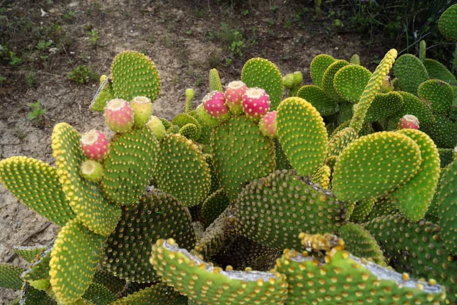 کاکتوس اپونتیا میکرو داسیس