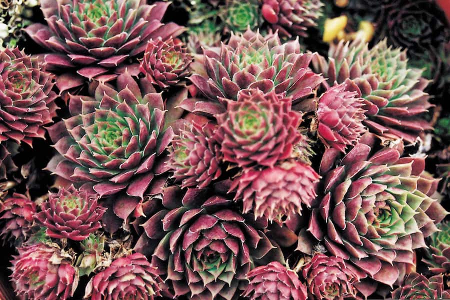 کاکتوس مرغ و جوجه