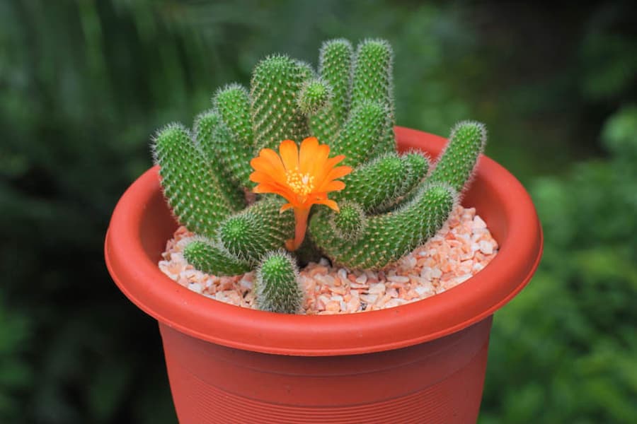 کاکتوس ربوچیا