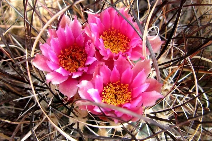 کاکتوس اسکلروکاکتوس