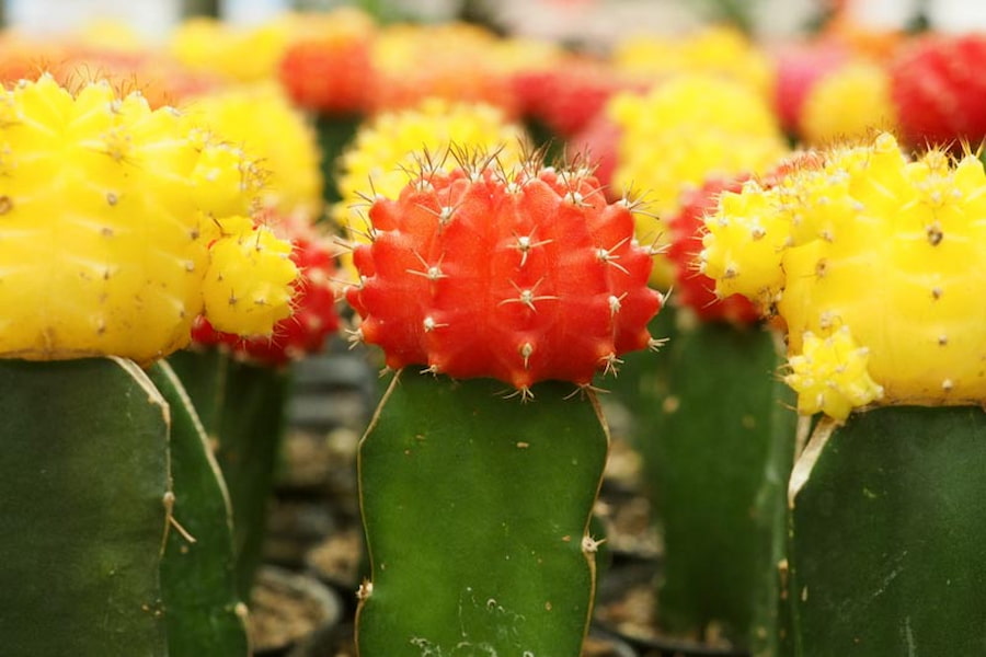 کاکتوس گمینوکالیسیوم