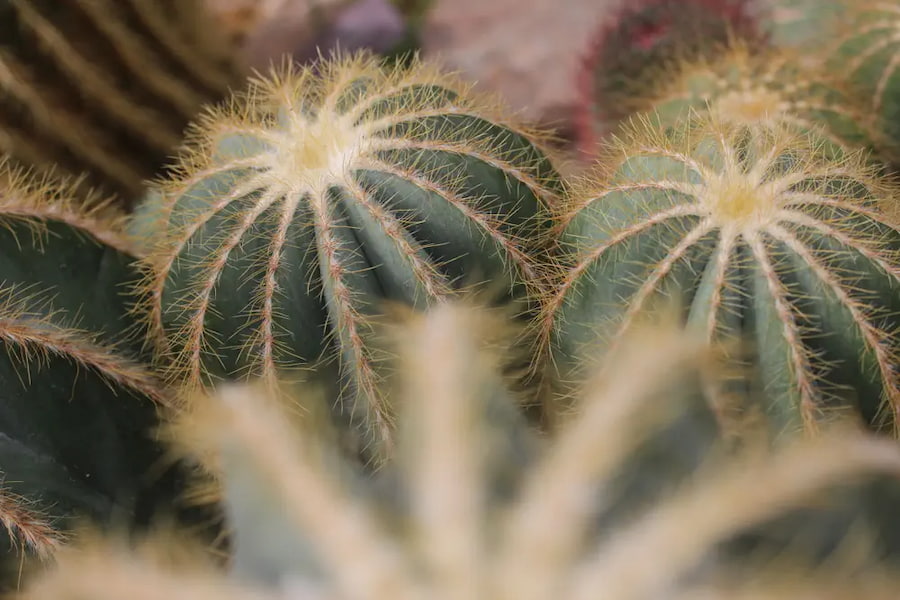 کاکتوس اریوکاکتوس