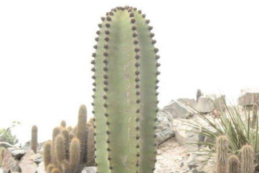 کاکتوس نئوریمونیا (Neorimonea)