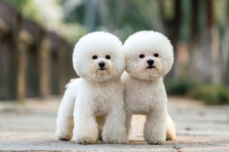 نژاد سگ بیچون فریز