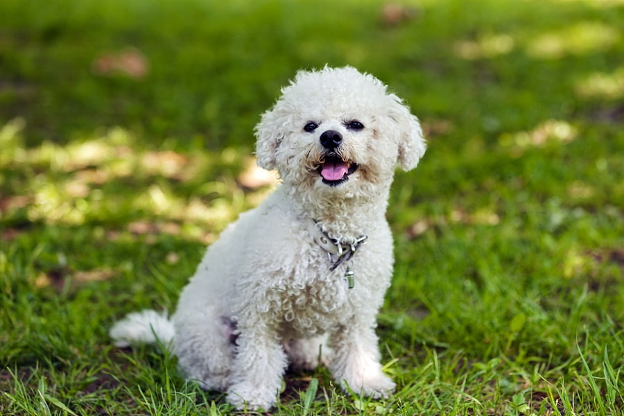 ویژگی های ظاهری بیچون فریز