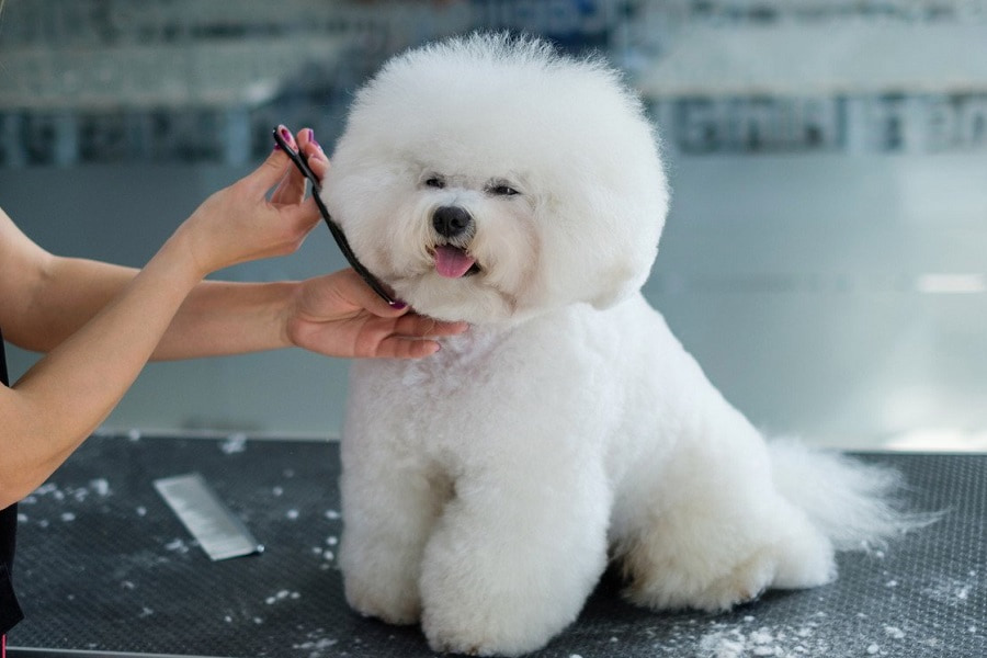 مراقبت از موهای بیچون فریز