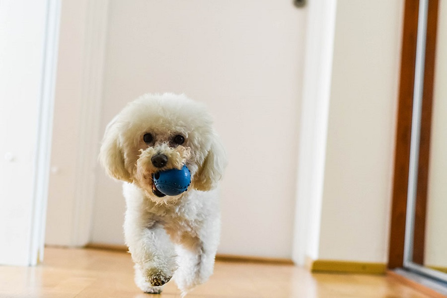 آموزش و تربیت سگ بیچون فرایز