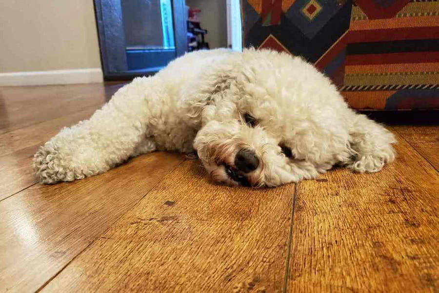 بیماری های سگ بیچون فریز