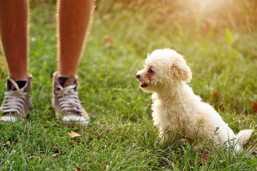 نگهداری از سگ بیچون فریز 