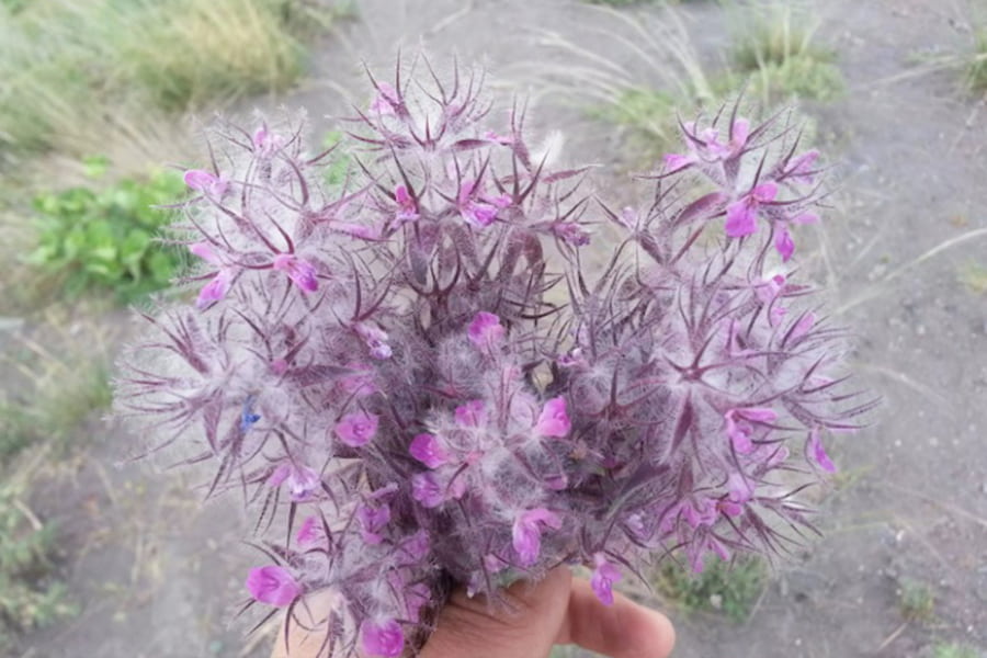 عکس چای کوهی