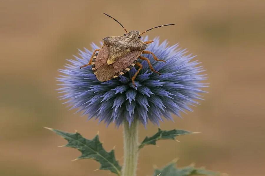 عکس حشره شکر تیغال