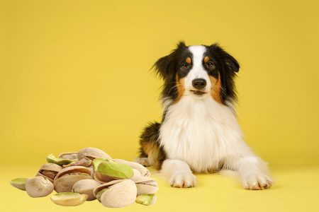 پسته برای سگ