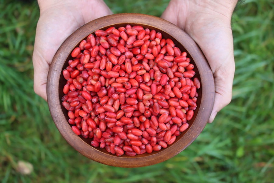 شستن و آمادهکردن زرشک برای مربا