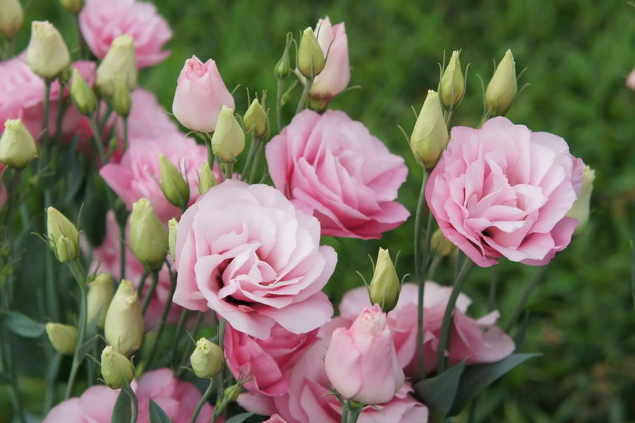 لیسیانتوس صورتی