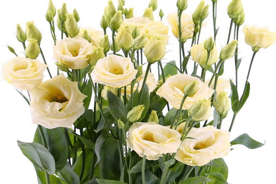 لیسیانتوس زرد