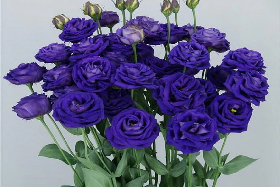 لیسیانتوس آبی