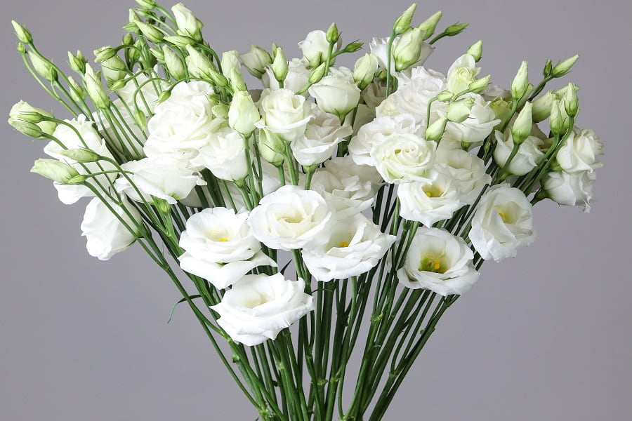 لیسیانتوس سفید